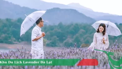 Khu Du Lịch Lavender Đà Lạt