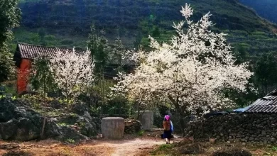 Các điểm ngắm hoa mận Mộc Châu cực chill