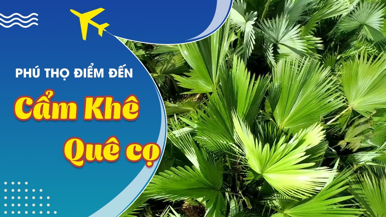 Quê cọ Cẩm Khê – Phú Thọ
